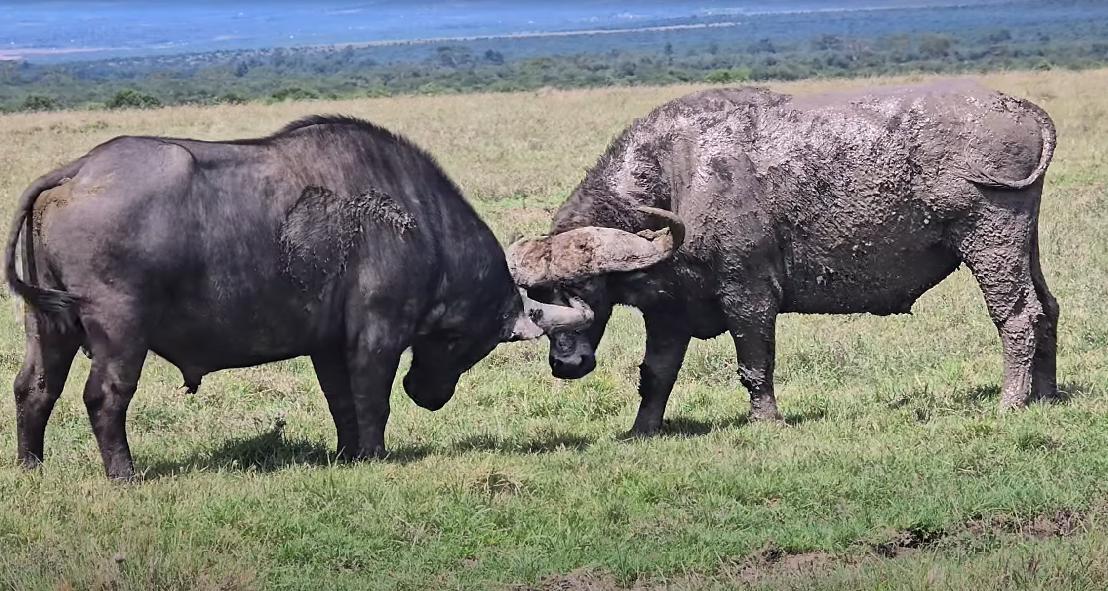 Two Cape buffalo lock horns head-to-head on a green grass plain at Ol Pejeta, one with a smooth coal-black hide, the other caked in cracked dried grey mud, a muted treeline on the horizon.