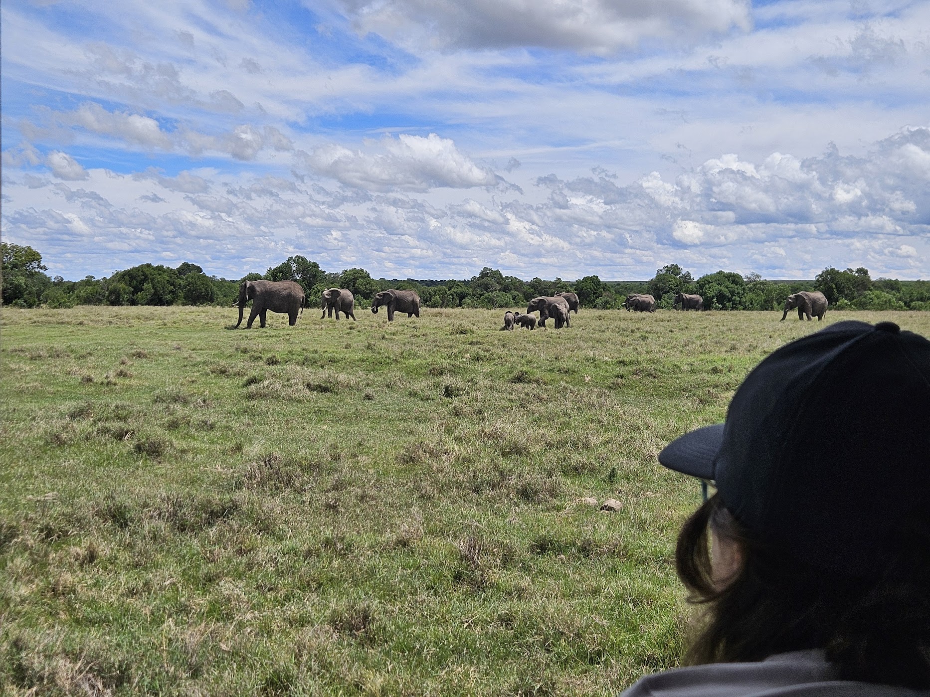A herd of more than a dozen elephants moves in a loose line across bright green savanna at Ol Pejeta, viewed over the shoulder of a capped observer under a dramatic cloudscape.