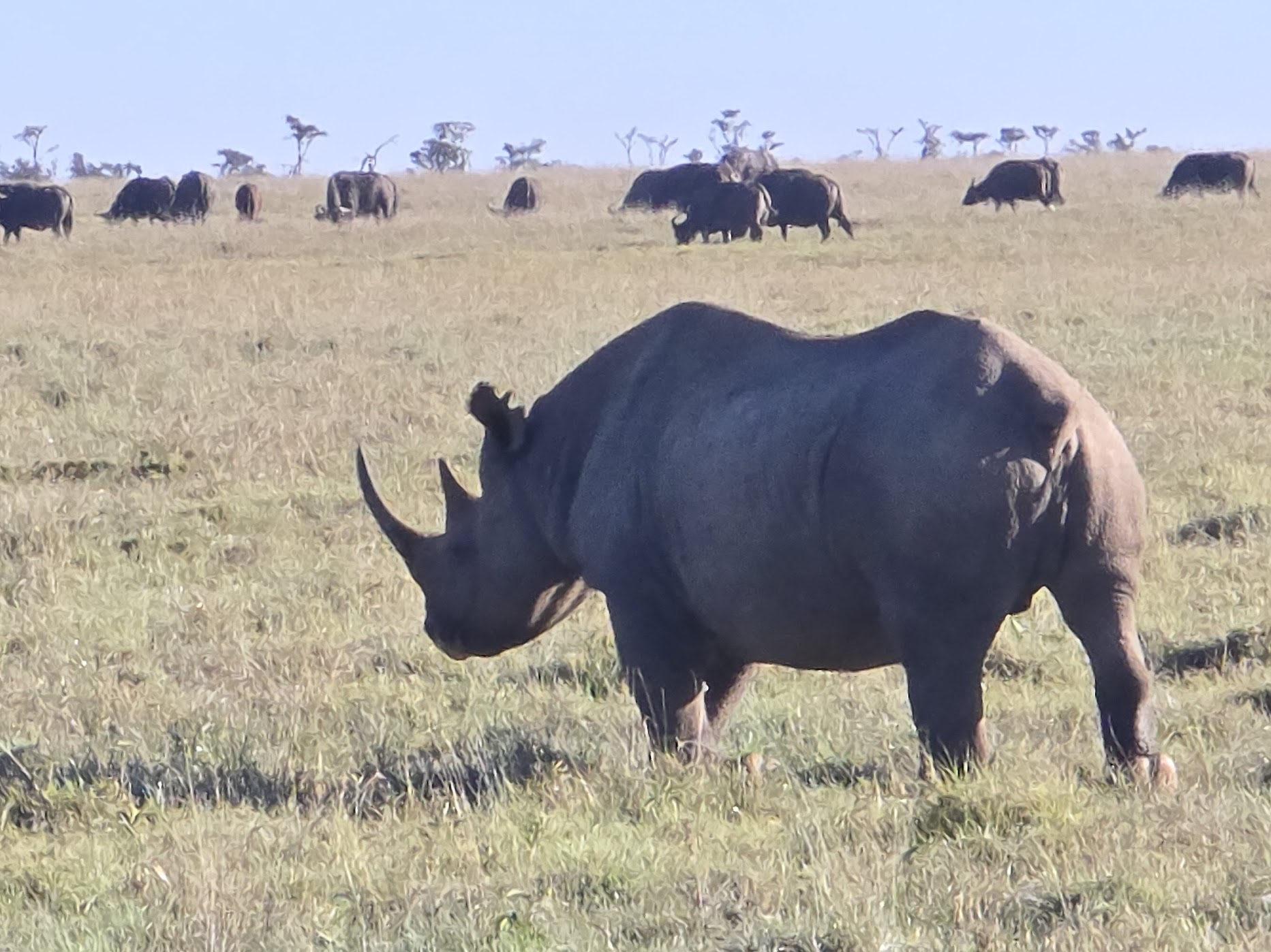A black rhinoceros stands broadside in tawny grass at Ol Pejeta, raking sidelight catching every fold of its thick hide, with a dense herd of dark buffalo grazing out of focus behind it.