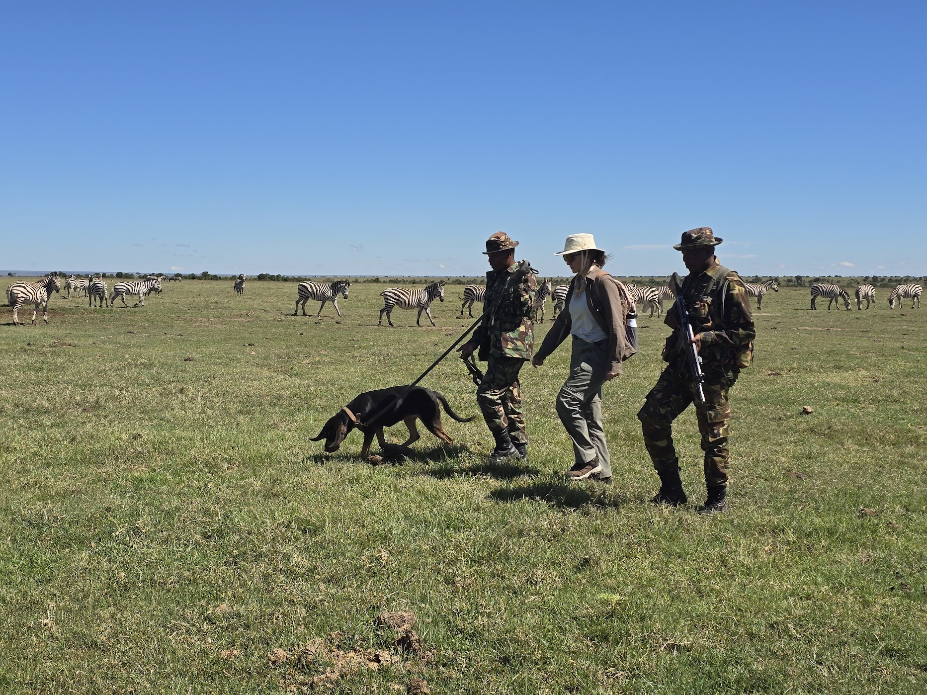 A guest walks between two camouflaged Ol Pejeta rangers as a tracking hound works a lead nose-down through short grass, a loose herd of Burchell's zebra milling across the bright savanna behind them.