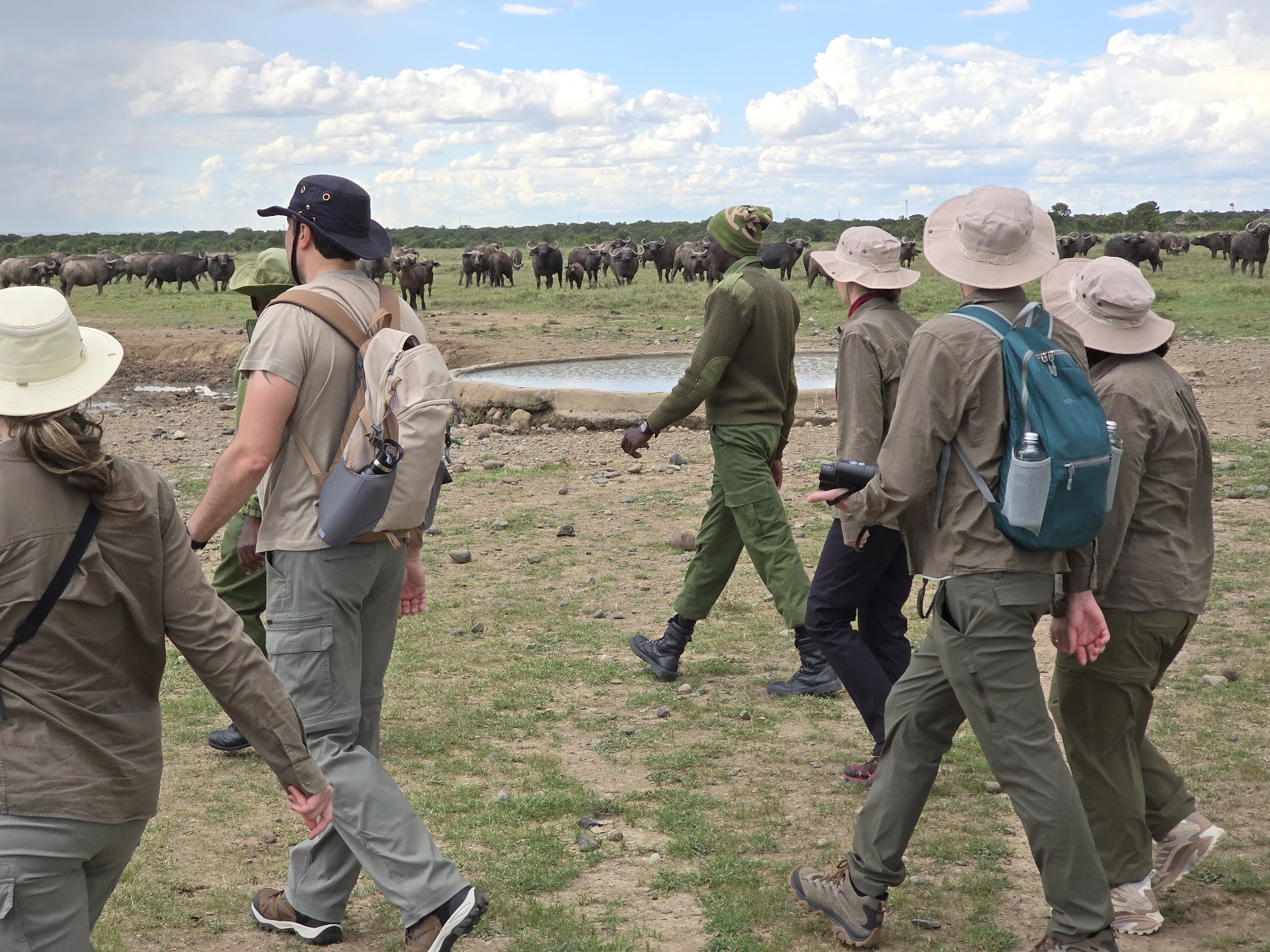 A walking group in tan safari kit follows an armed ranger toward a circular water trough at Ol Pejeta as a dense, shoulder-to-shoulder herd of Cape buffalo stares back from close range.