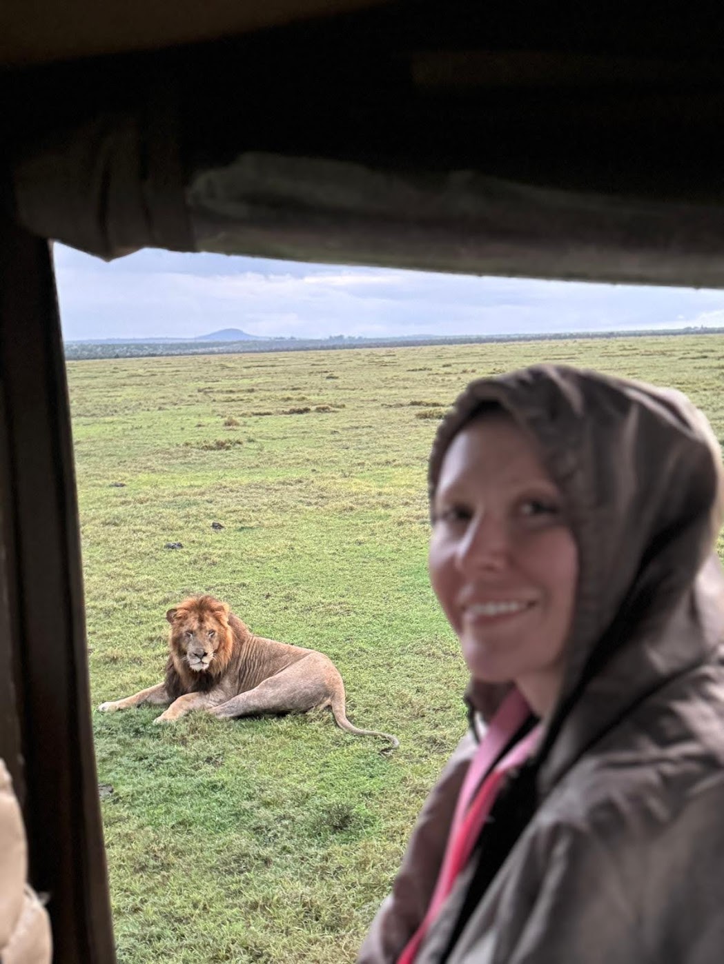 A full-maned male lion lies relaxed on wet green grass just metres from the open game vehicle at Ol Pejeta, amber gaze direct, a smiling guest in a hooded jacket in the soft foreground.