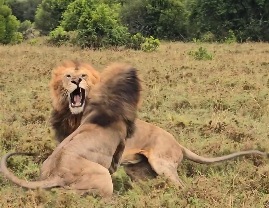 Two full-maned male lions confront each other at close range on Ol Pejeta grassland, one twisting with mouth wide open in a roar showing white canines, against a dark-green bush backdrop.