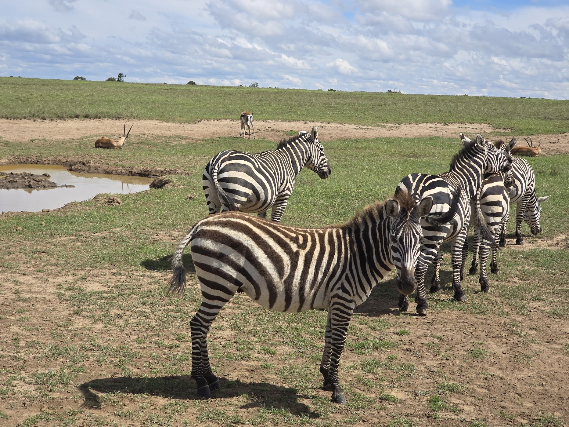 Plains zebra gather at the edge of a muddy waterhole at Ol Pejeta, the nearest animal facing the camera at close range, with impala and waterbuck grazing in the warm-toned background.
