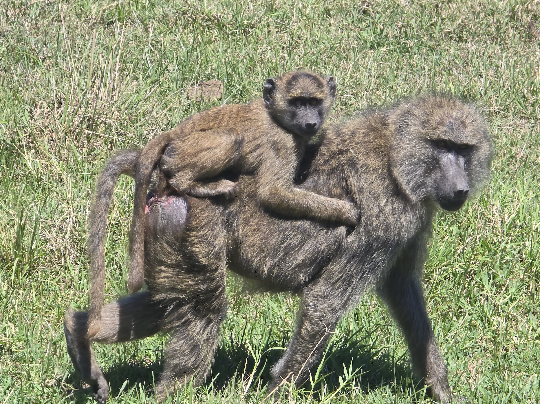 An olive baboon mother strides across short green grass at Ol Pejeta in strong sun, a juvenile clinging to her back with wide dark eyes fixed directly on the camera.