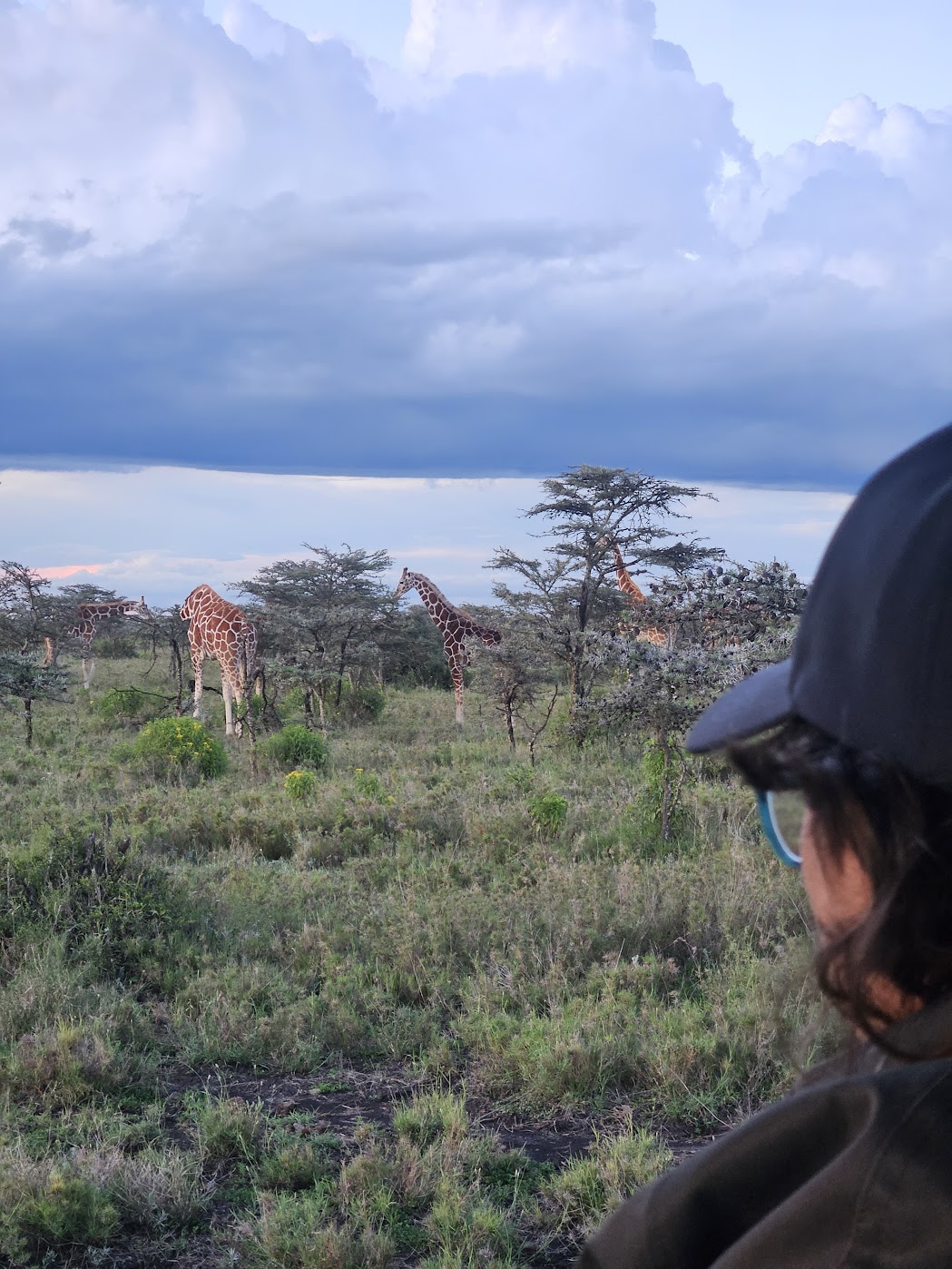 Reticulated giraffes browse among flat-topped acacia trees at dusk on Ol Pejeta, the light cooling to blue-grey under building storm clouds, viewed past a capped observer in the foreground.