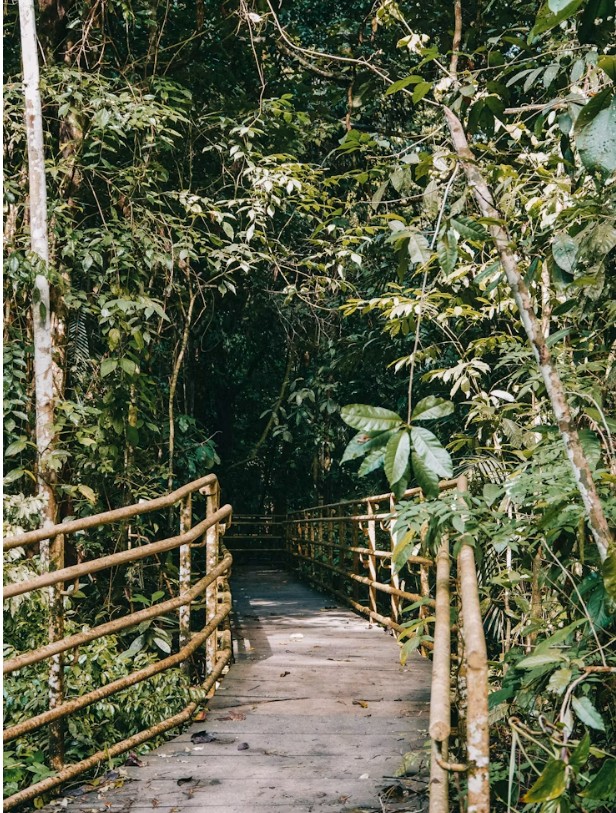 Highland coffee country opening toward the Pacific watershed