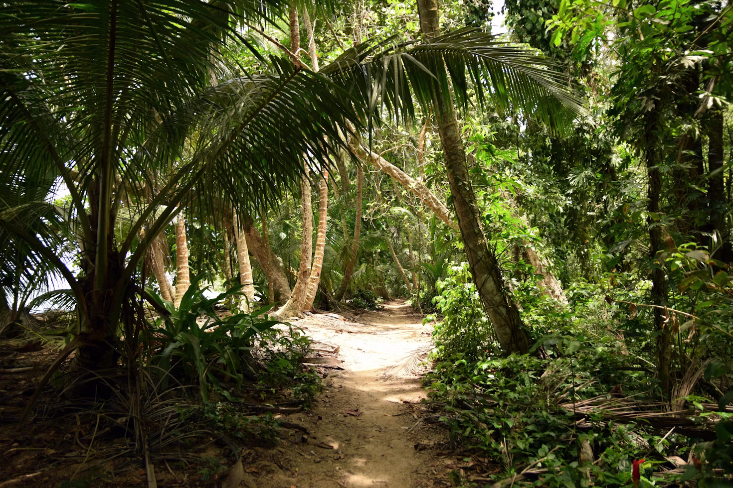 Tropical forest ascent above the Caribbean toward Las Brisas de Pacuarito.