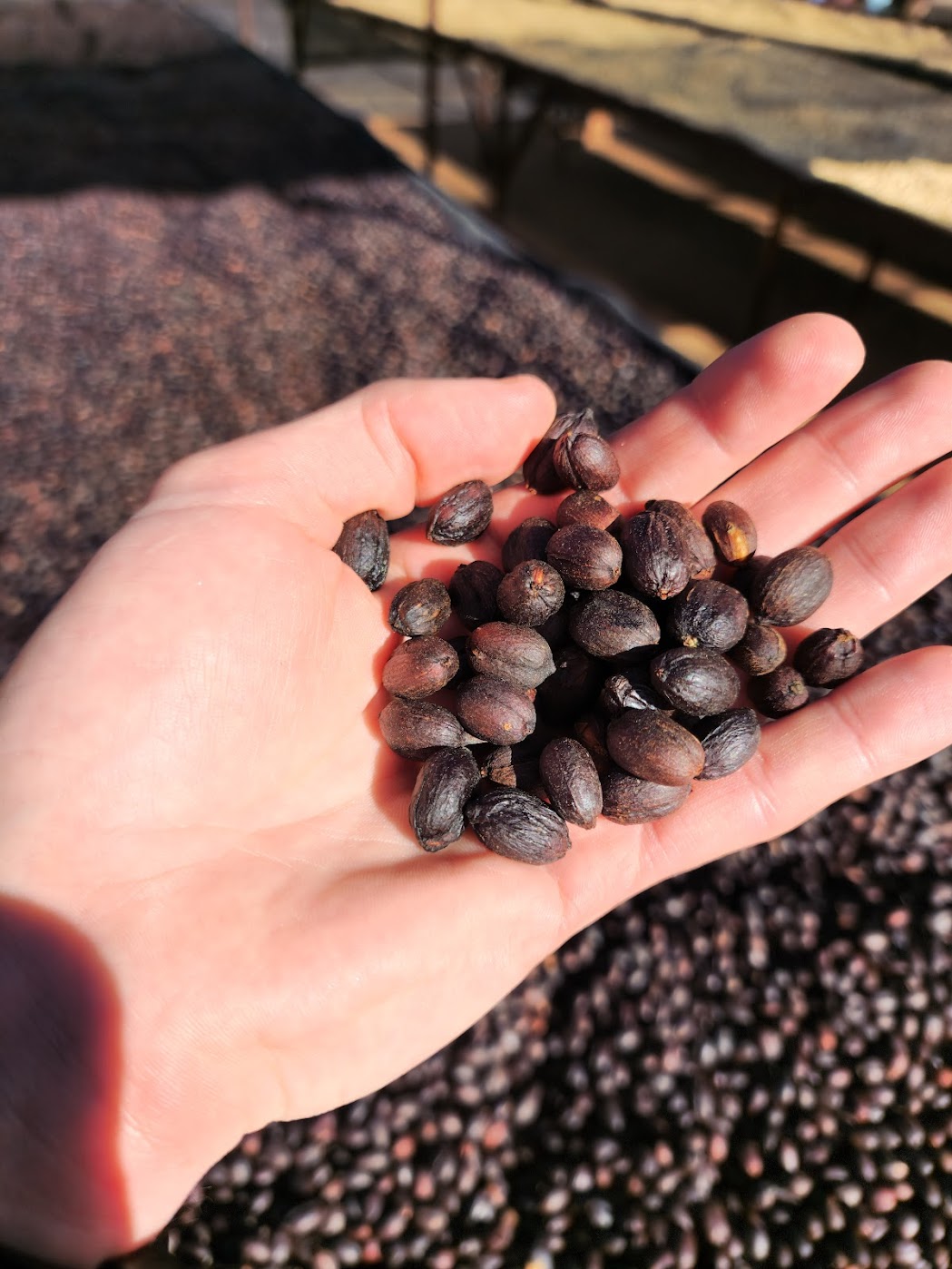 A handful of pale green washed coffee beans