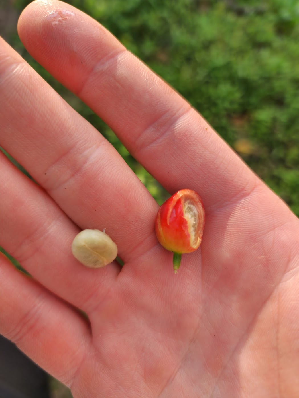 A split coffee cherry showing the two seeds inside, held in a hand