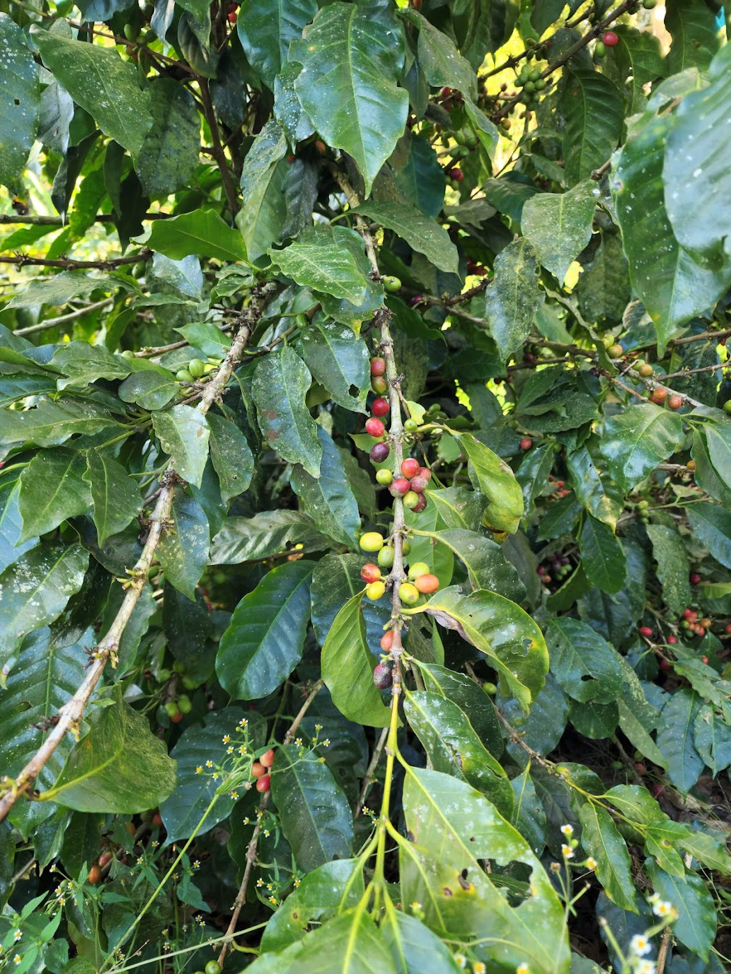 Coffee bush with mixed green and ripening cherries