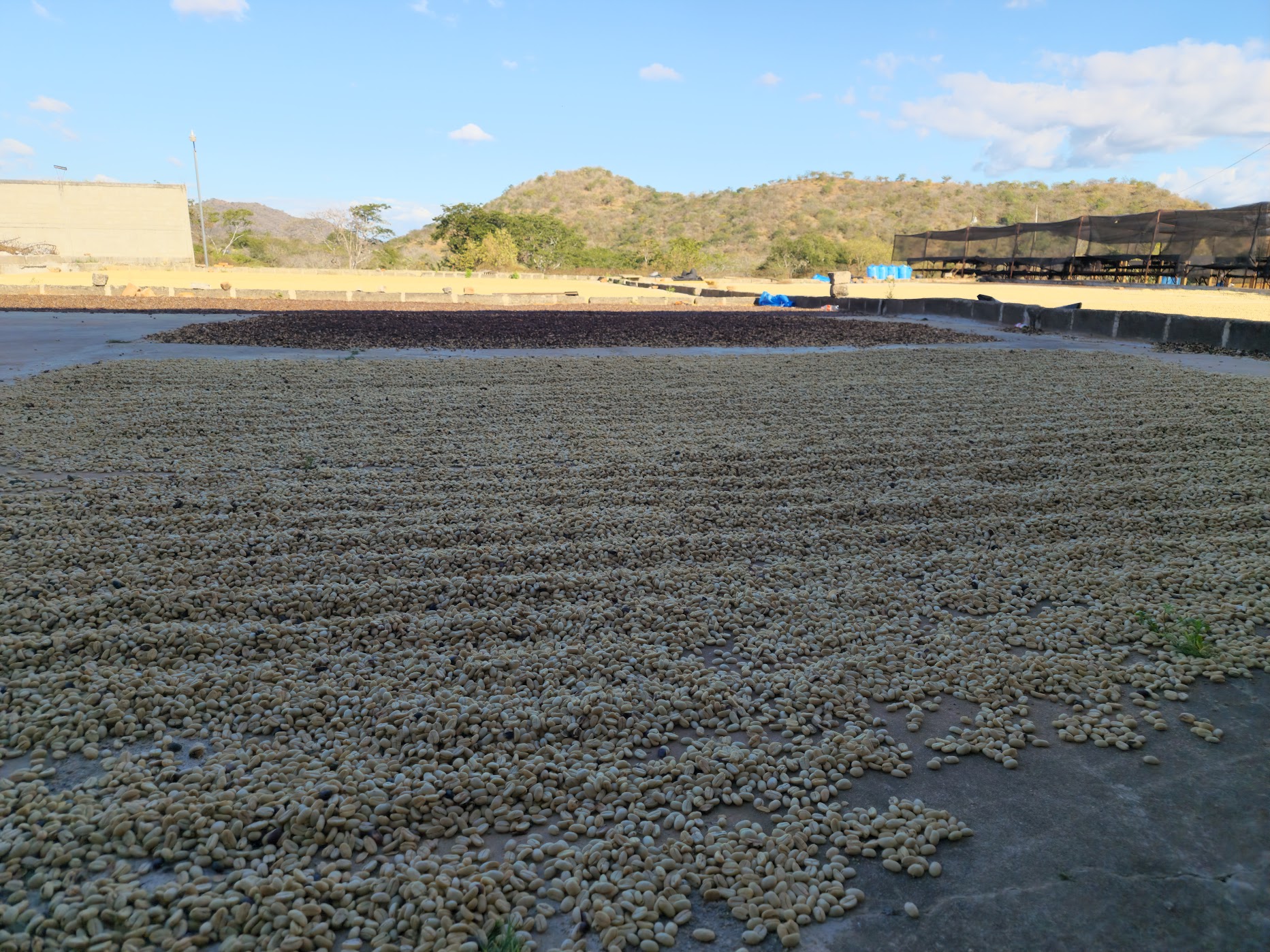 Parchment coffee drying on raised patios with mountains in the distance