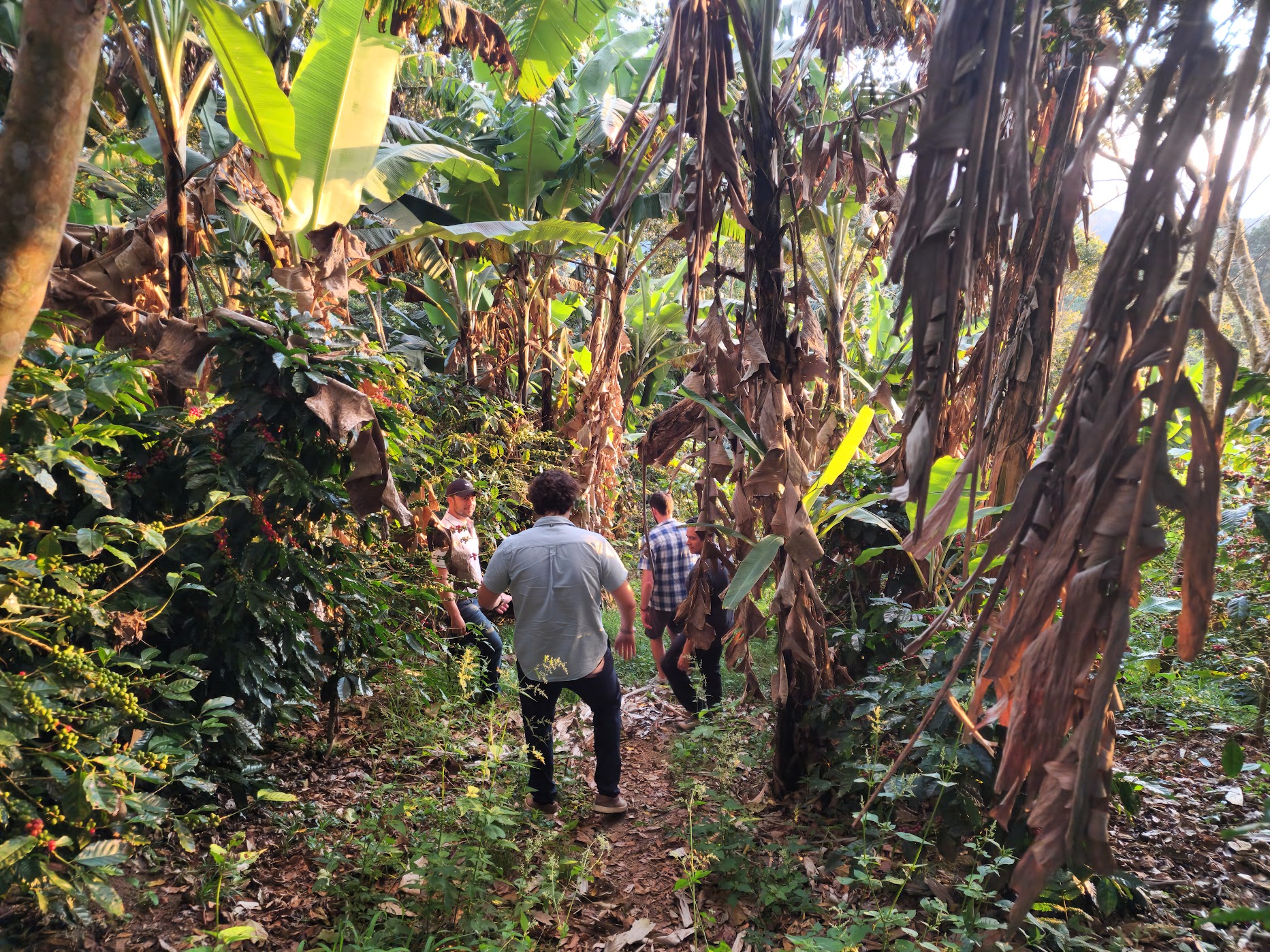 Visitors moving through a dense coffee and banana forest with ripe cherries visible on the branches