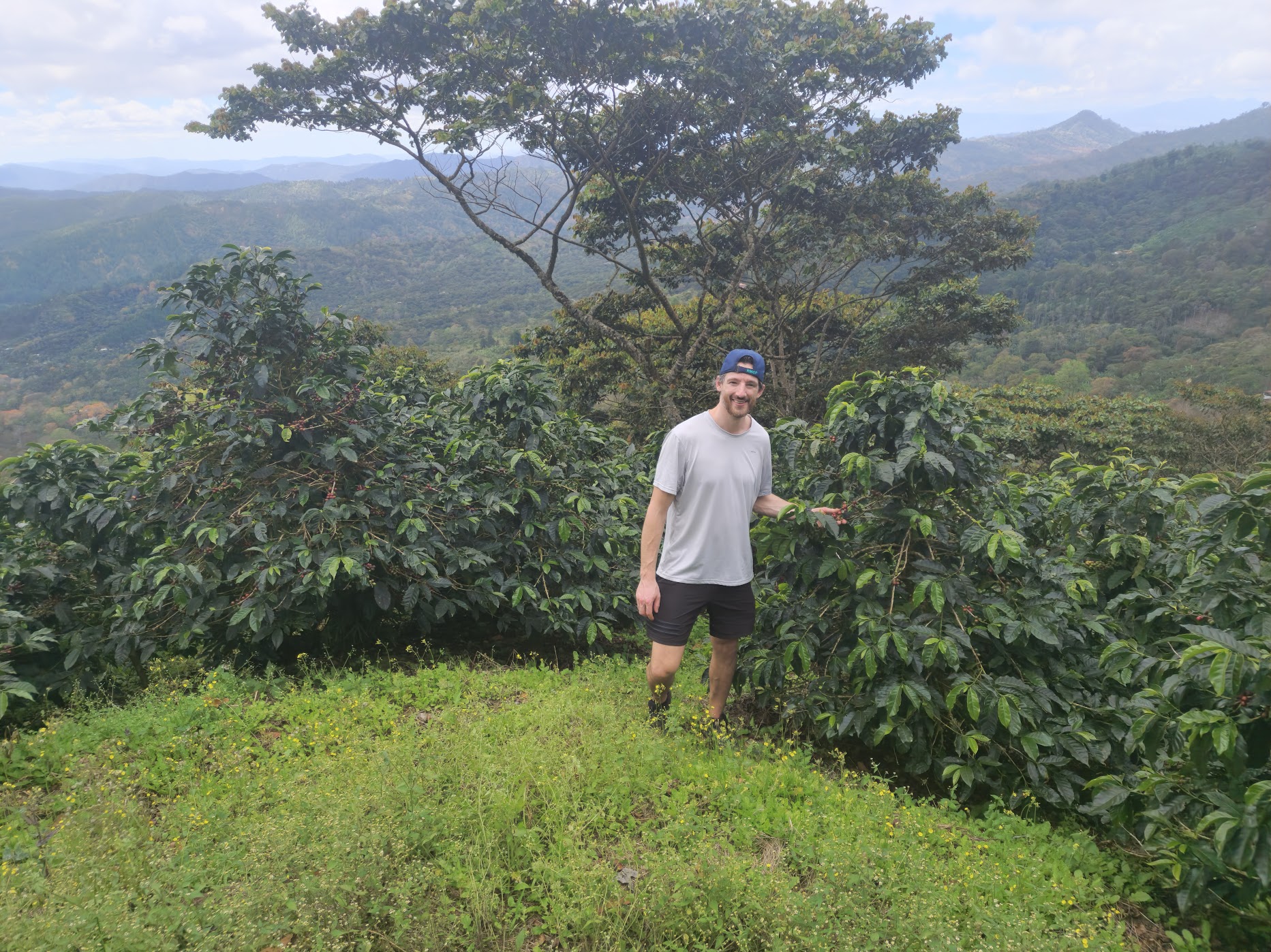 Traveler standing among coffee plants on a highland ridge with rolling green mountains behind