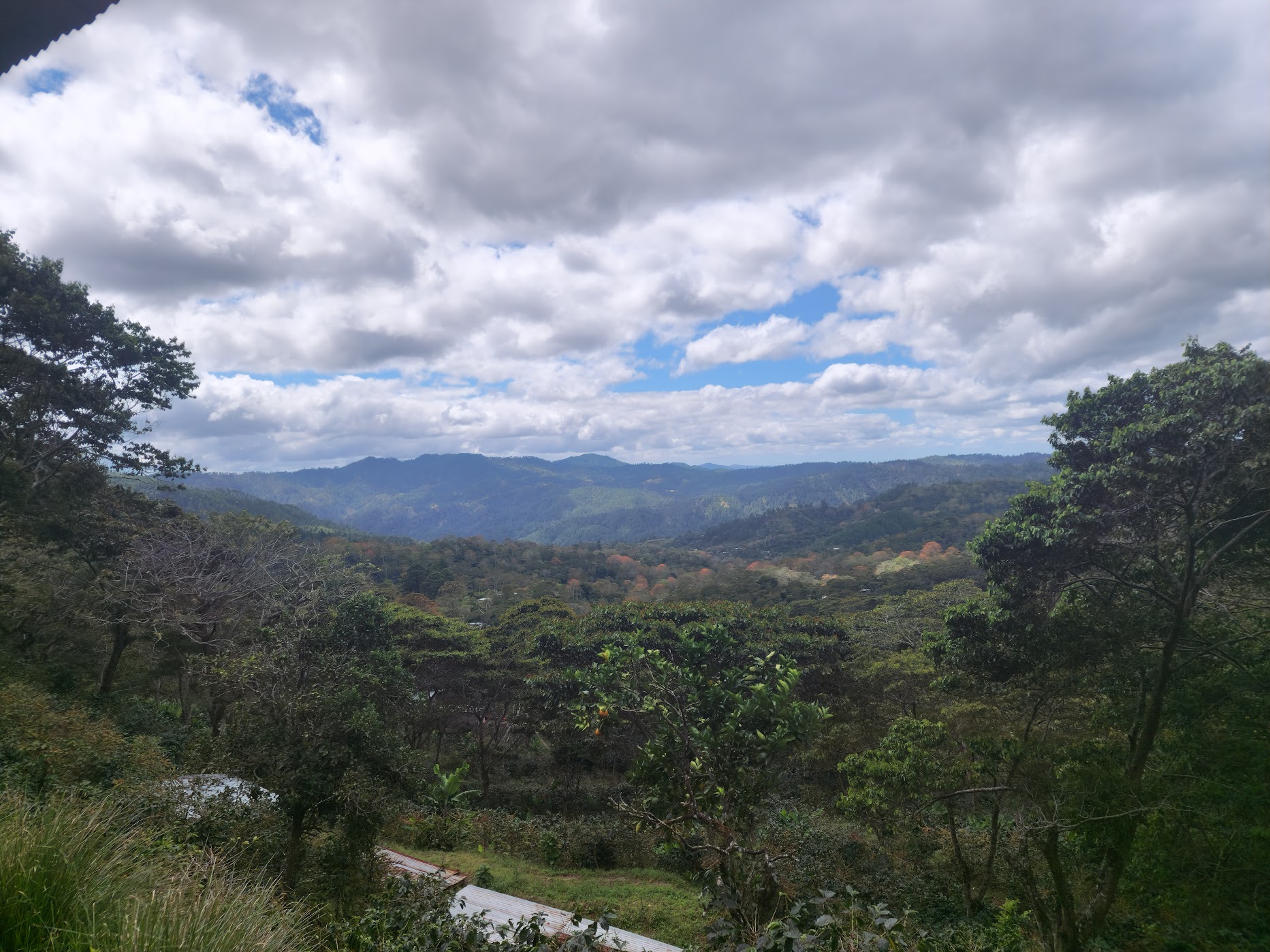 Wide highland valley panorama with forest-covered ridges and clouded sky above a coffee farm