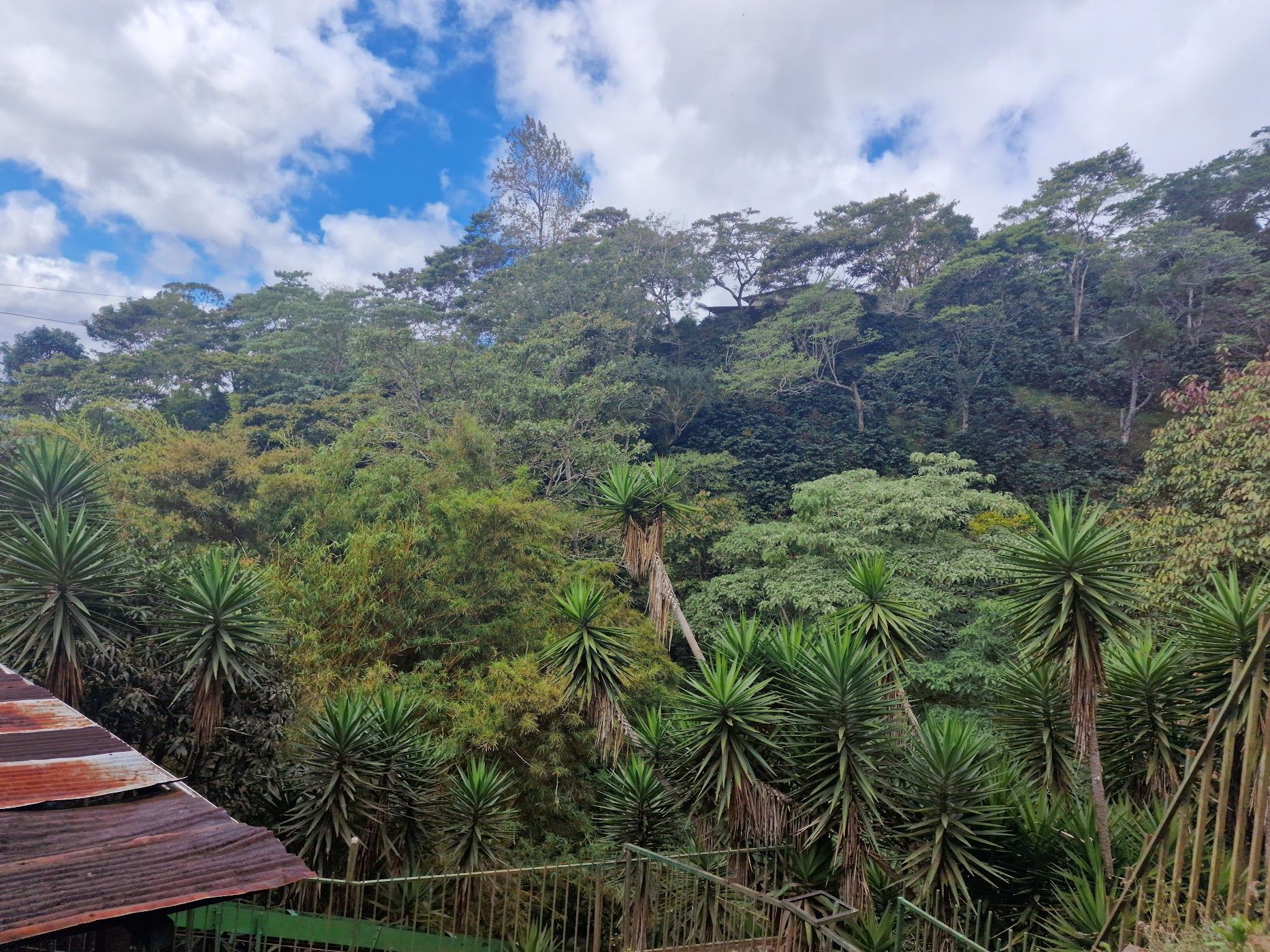 Nicaraguan highland jungle canopy rising above a tin-roofed structure and yucca plants