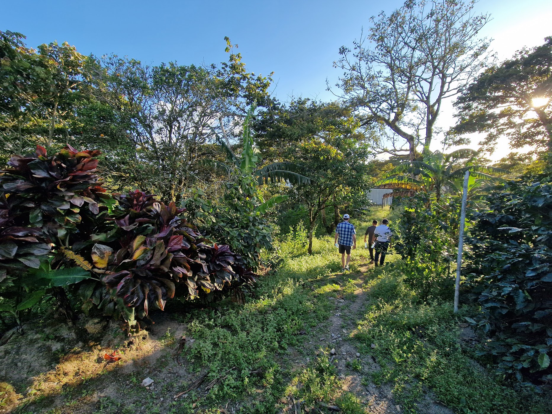 Two travelers walking a farm path between coffee bushes and banana trees at golden hour