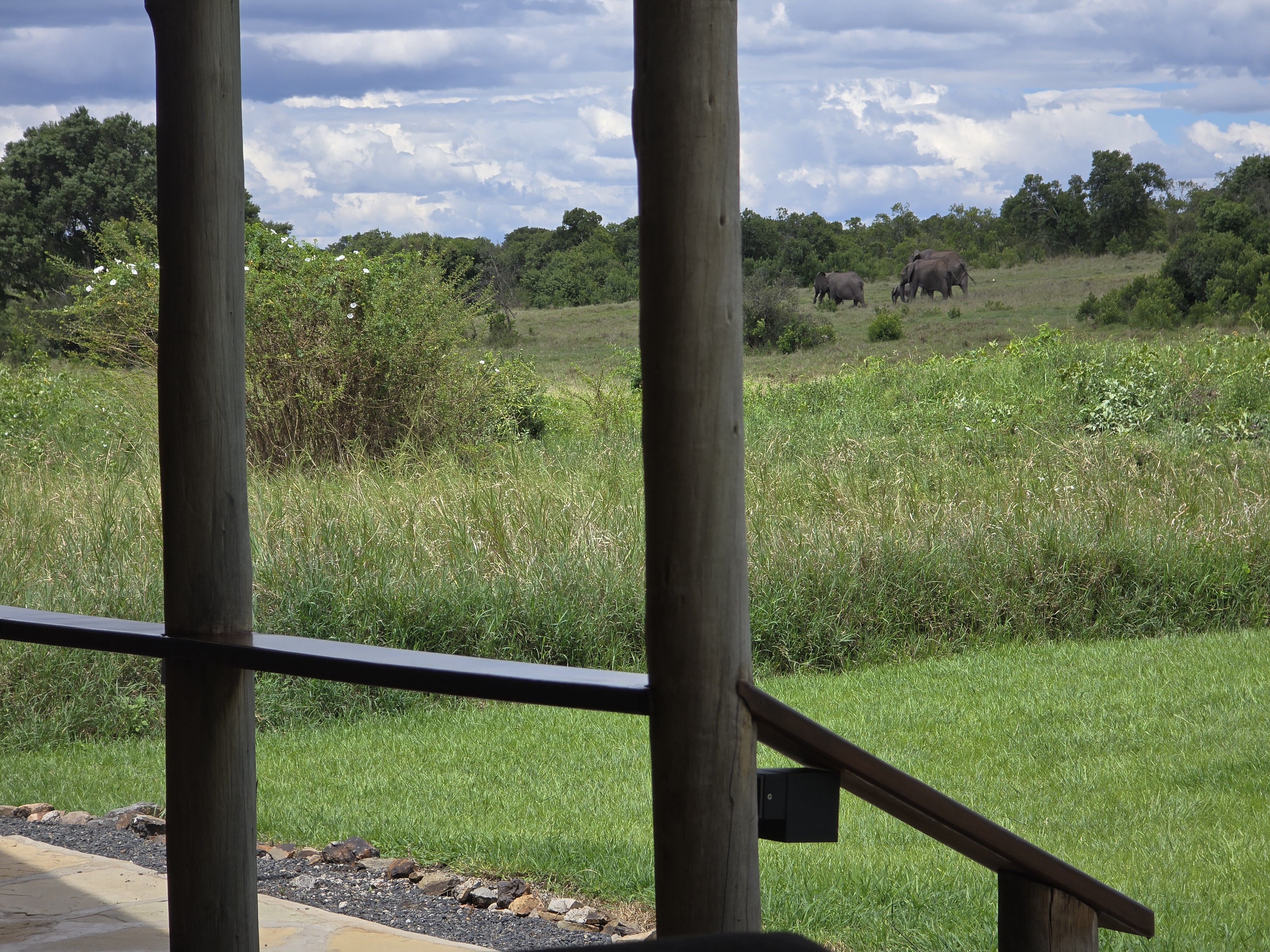 Elephants from your porch.